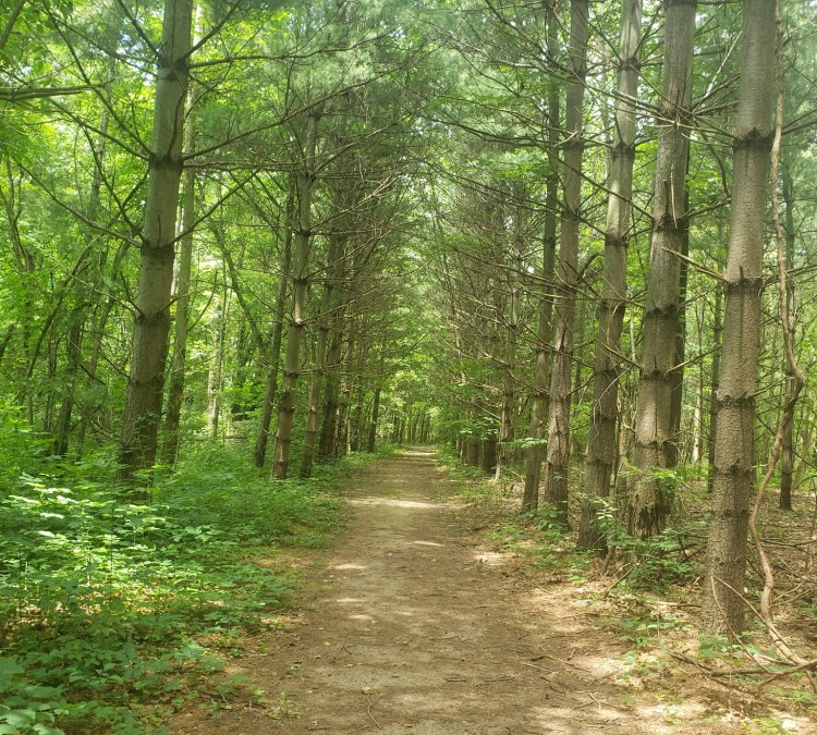 hoffman-forest-metropark-photo